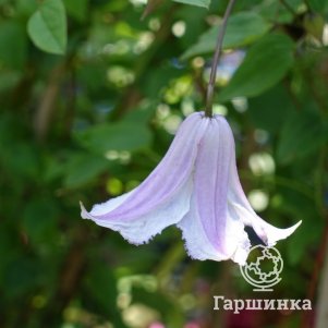 

Клематис Фейри Слиперс крупноцветковый (3)
