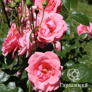 

Роза Лавиния плетистая, Imperial Rose