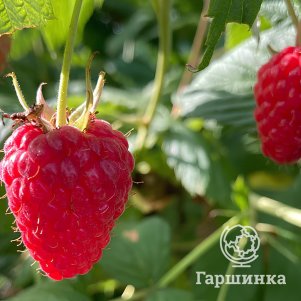 

Малина Дельнива