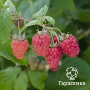 

Малина Вайолет