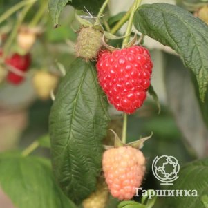 

Малина Мапема
