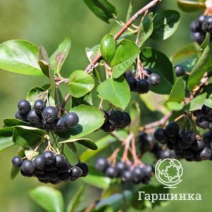 

Черноплодная рябина Надзея