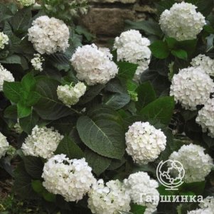 

Гортензия Эндлес Саммер Брайд крупнолистная (макрофила)