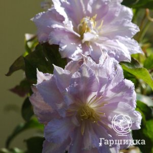 

Клематис Дансинг Кинг (2)
