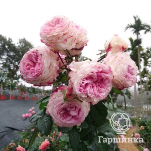 

Роза Дольче Саммерхаус чайно-гибридная, Питомник роз