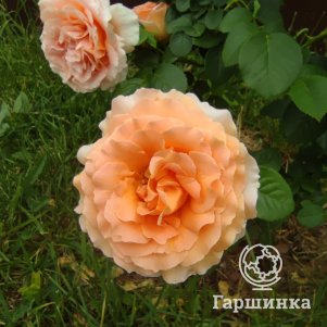 

Роза Полька плетистая