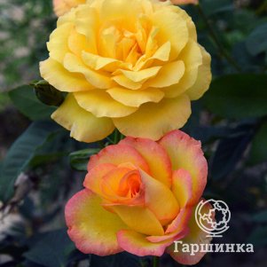 

Роза Голден Медальон чайно-гибридная, Питомник роз