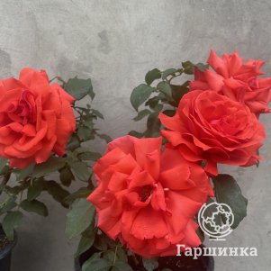 

Роза Дуфтвольке чайно-гибридная, Питомник роз