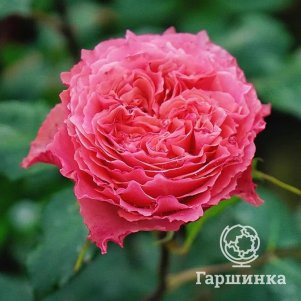 

Роза Корона чайно-гибридная, Питомник роз