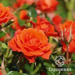 

Роза Мерседес чайно-гибридная, Питомник роз