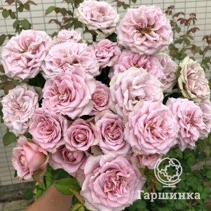 

Роза Монмартр чайно-гибридная, Питомник роз
