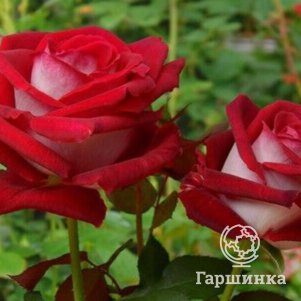 

Роза Николь чайно-гибридная, Питомник роз