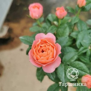 

Роза Оранж Джус чайно-гибридная, Питомник роз