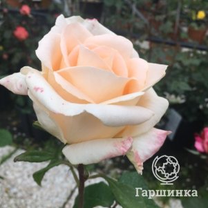 

Роза Осиана чайно-гибридная, Питомник роз
