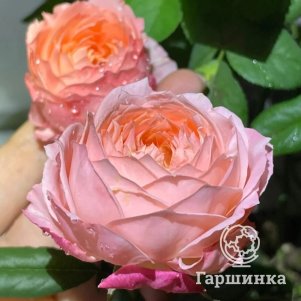 

Роза Принцесса Сакура чайно-гибридная, Питомник роз