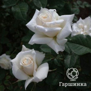 

Роза Паскаль чайно-гибридная, Питомник роз