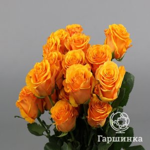 

Роза Тайкун чайно-гибридная, Питомник роз