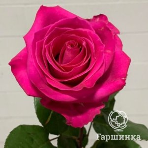 

Роза Топаз чайно-гибридная, Питомник роз