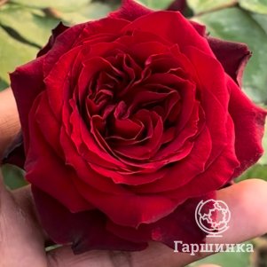 

Роза Черная Жемчужина чайно-гибридная, Питомник роз