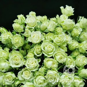 

Роза Грин Глоу спрей, Питомник роз