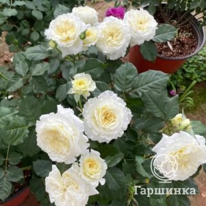 

Роза Пейшенс кустарниковая, Питомник роз