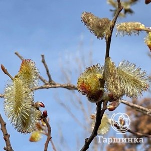 

Ива Шверина улучшенная