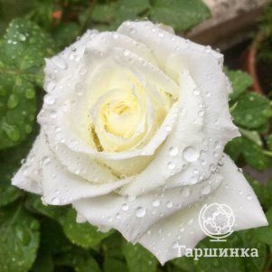 

Роза Бьянка чайно-гибридная, Питомник роз
