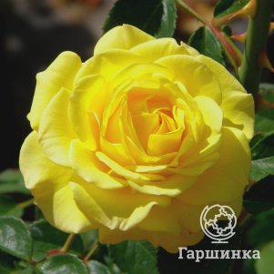 

Роза Голден Дракон чайно-гибридная, Питомник роз