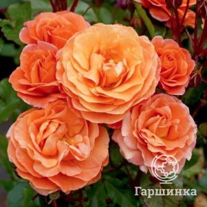 

Роза Казанова чайно-гибридная, Питомник роз