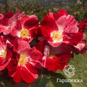 

Роза Сим Салабим чайно-гибридная, Питомник роз