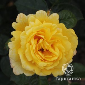 

Роза Чайна Таун флорибунда, Питомник роз