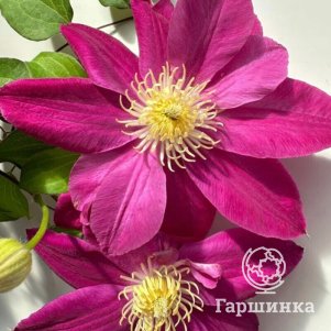 

Клематис Распберри Крим (2)