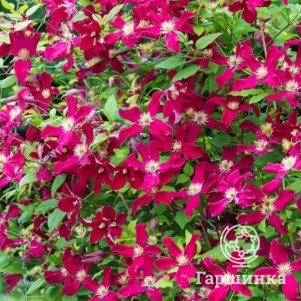 Клематис Бернинг Лав (3)