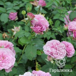 Роза Лавендер Айс