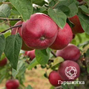 Яблоня Красная Вертмана красномясая (Стандарт)