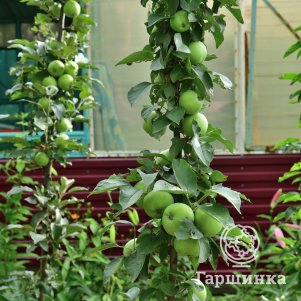 Яблоня Сладкое зеленое колоновидная