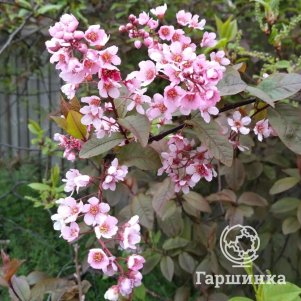 

Черемуха Колората