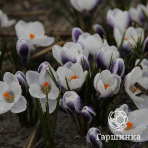 Крокус Блю Берд ботанический 15шт