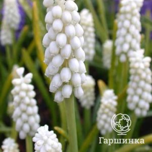 

Мускари Касабланка 10 шт