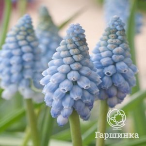 

Мускари Дач Бьюти 10 шт