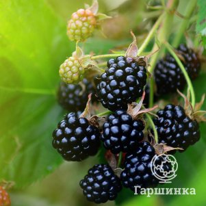 

Ежевика Вошито