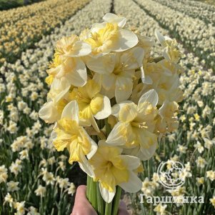 

Нарцисс Чейнджинг Колорс разрезнокорончатый 5шт.