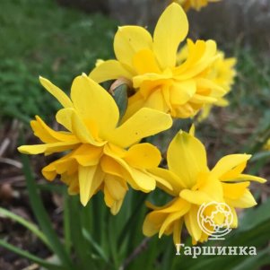 

Нарцисс Кампернеллен Дабл махровый 5 шт