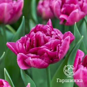 

Тюльпан Шойкейс махровый ранний 5шт