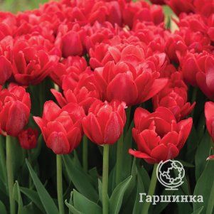 

Тюльпан Ред Фокстрот махровый ранний 5шт