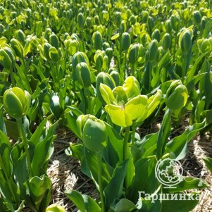 

Тюльпан Грин Пауэр зеленоцветный 4 шт