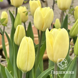 

Тюльпан Крим Фреш Триумф 5шт