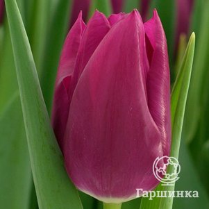 

Тюльпан Эмбрейс Триумф 5шт