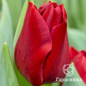 

Тюльпан Динамо Триумф 5шт