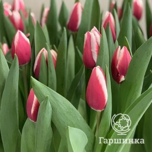 

Тюльпан Кроссовер Триумф 5шт